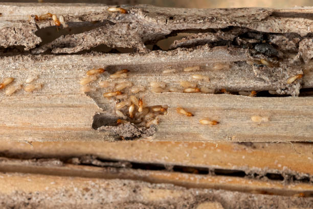Best Local Pest Control Services  in Grants Pass, OR