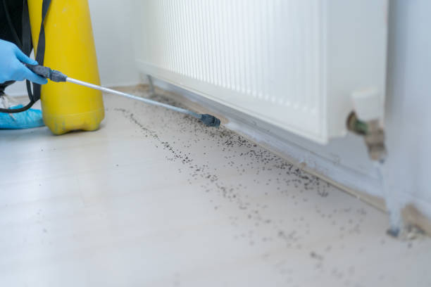 Best Flea Control Services  in Grants Pass, OR